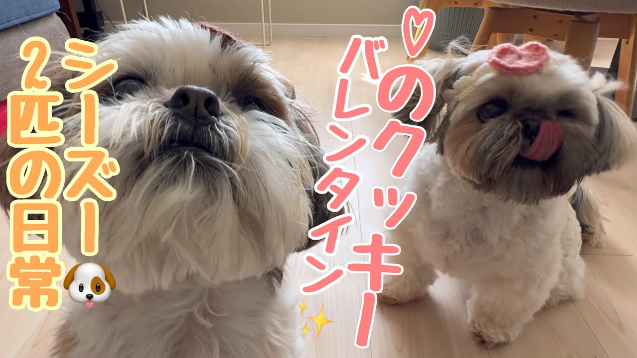 [シーズー多頭飼い]我が家のバレンタインDay💌