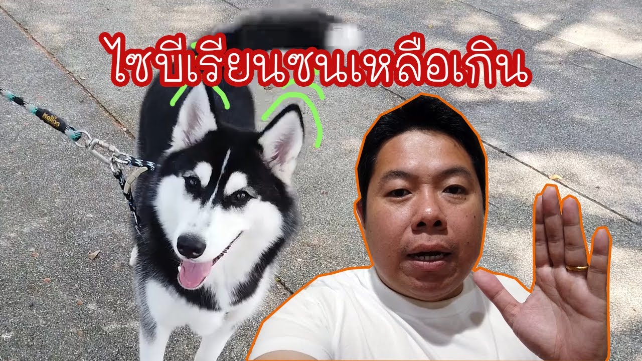 น้องไซบีเรียน ซนมาก !!!!