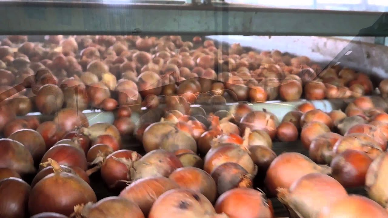 Onion Line