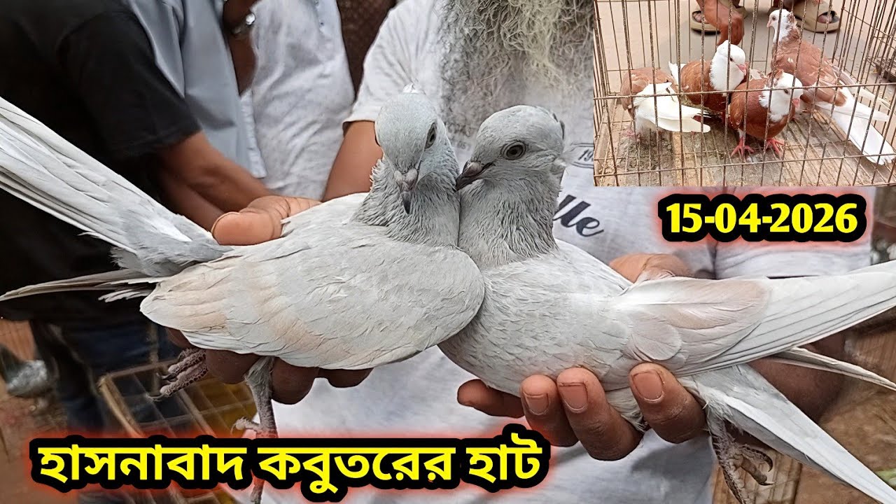15-04-2026 হাসনাবাদ কবুতরের হাট | Hasnabad pigeons market | Hasnabad kobutor hat | কম দামে কবুতর | 