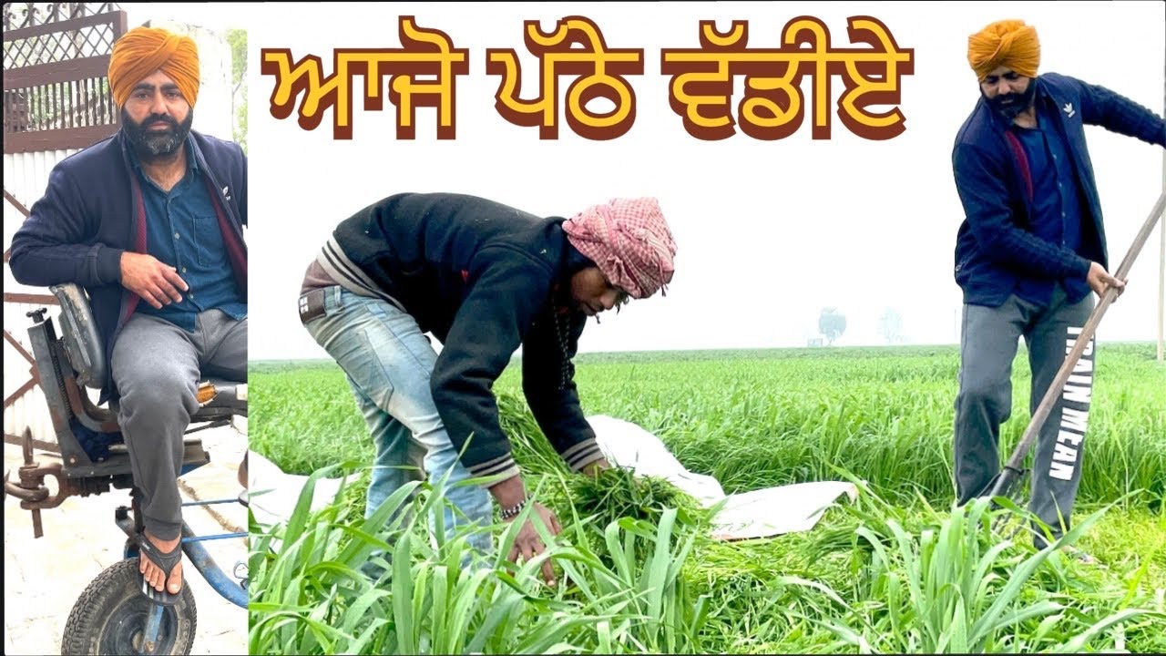 ਆਜੋ ਪੱਠੇ ਵੱਡੀਏ /SEERA DHILLON