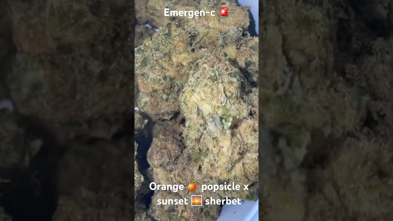 Broken Coast EC T28 Emergen-C Medical Cannabis Flower #ukmedical #cannabiseducation #cannabisdaily