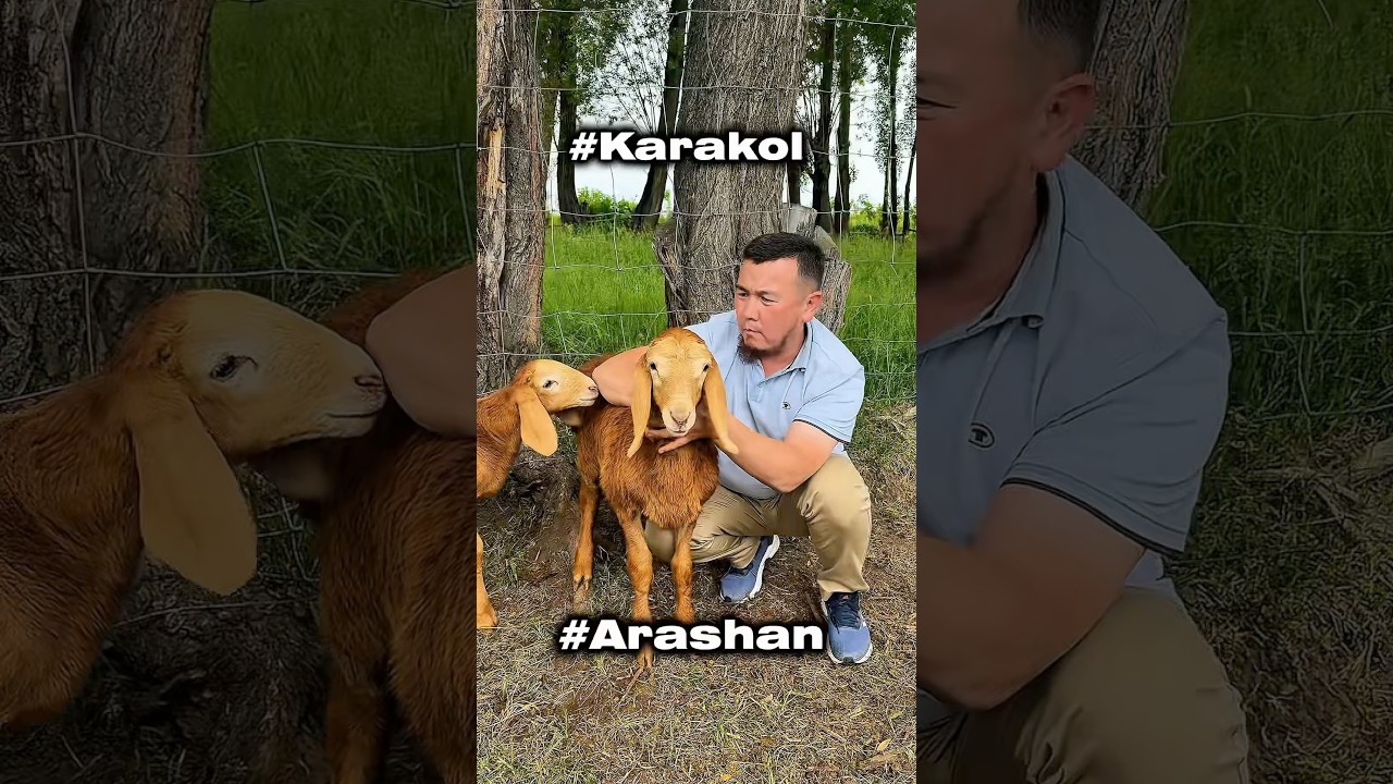 Тур по хозяйствам #арашанские_овцы #ыссыккол #арашан_койлору #shorts #овцеводство в 🇰🇬