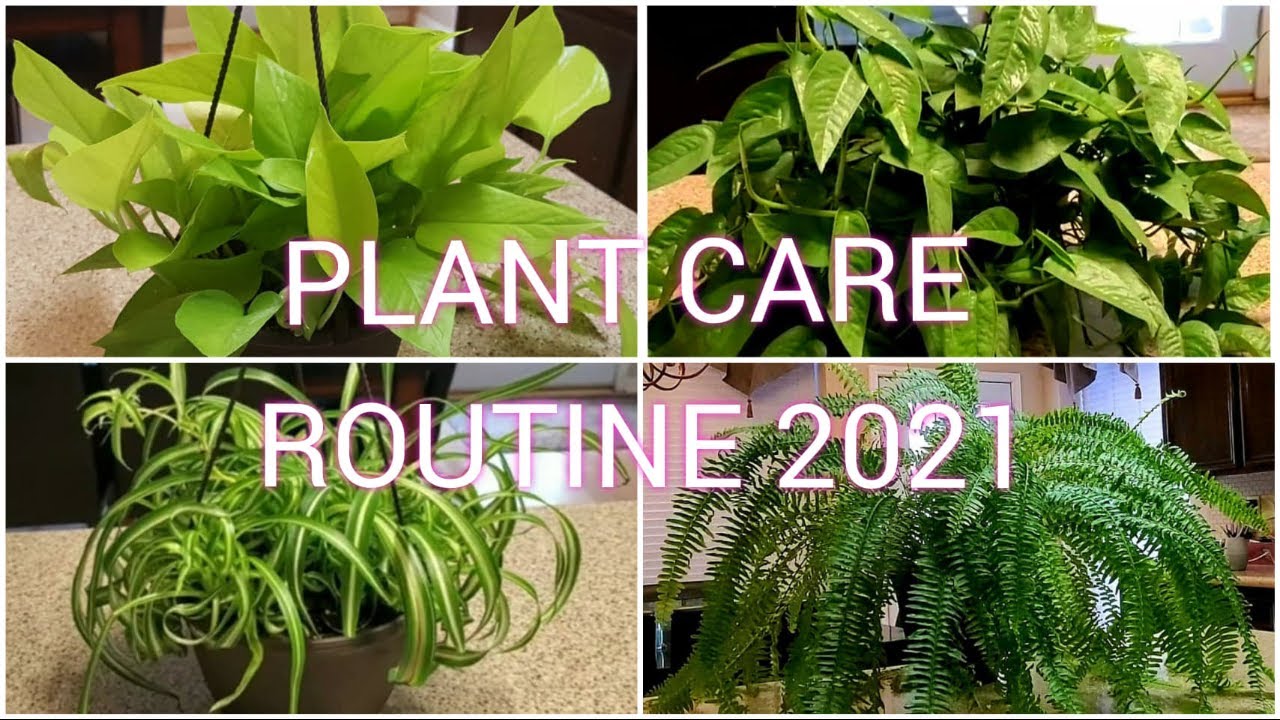 PLANT CARE ROUTINE 2021|DONNA JOSHI