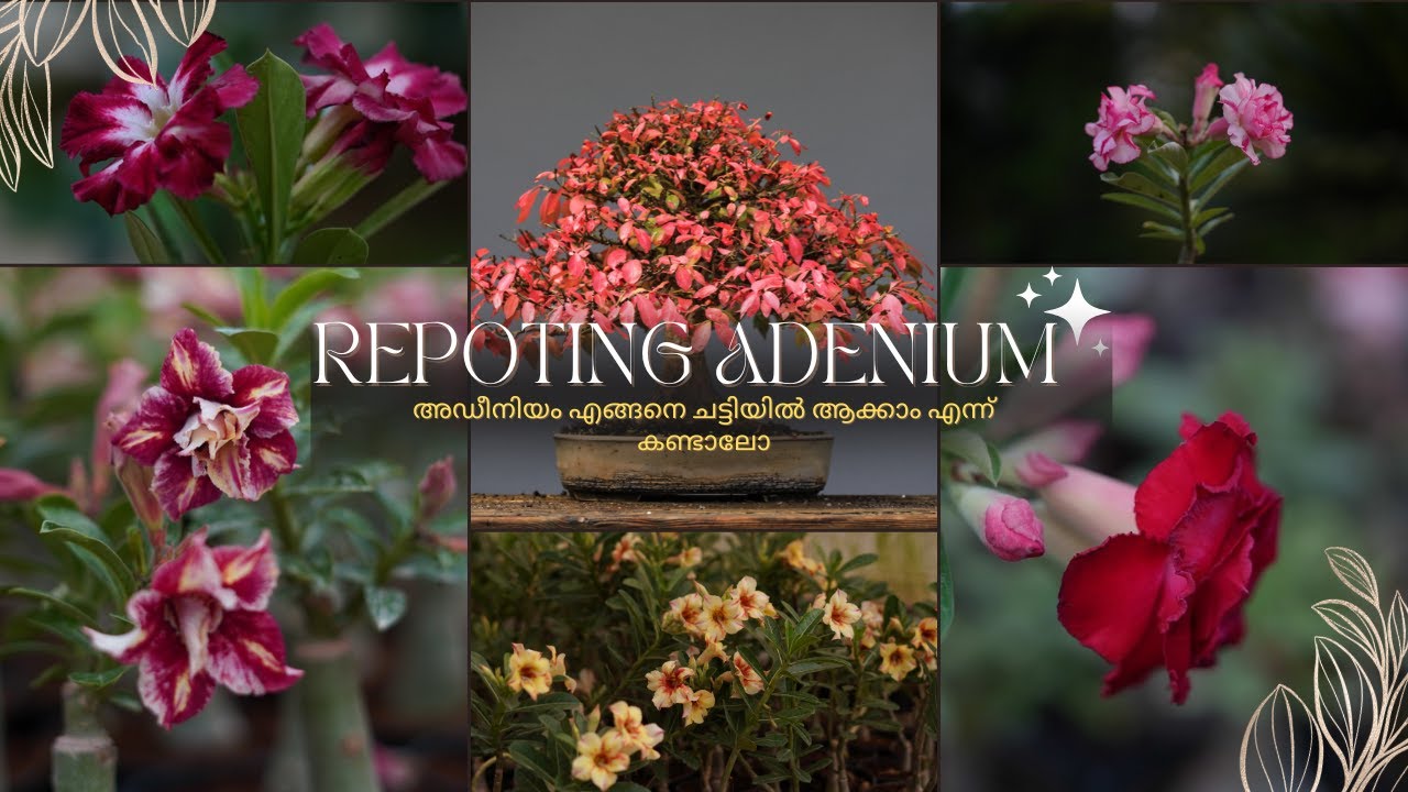 How to repot Adenium Plant | അഡീനിയത്തിന് നല്ല കിടിലൻ പോറ്റിംഗ് മിക്സ് കണ്ടാലോ |@Flowerkart 