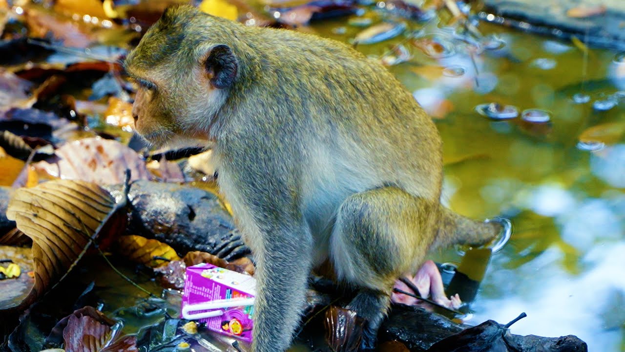 New Mother Monkey Giving Birth Newborn Monkey ____ She Is The First Time And Look So Worry Much