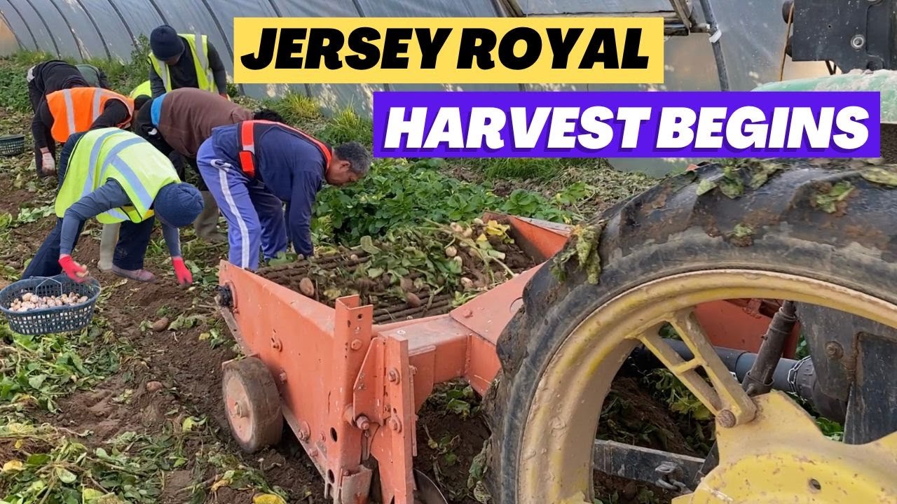Jersey Royal harvest underway - Potato planting nearly complete - Asparagus is emerging 🌱