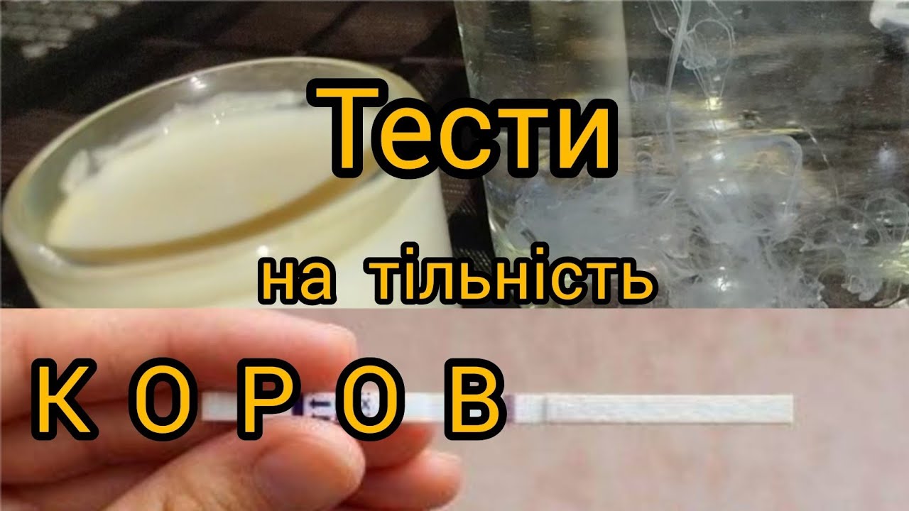 4 народні МЕТОДИ визначення тільності КОРІВ/ТЕСТУЮ☝️ПРАВДА чи ФЕЙК ❓