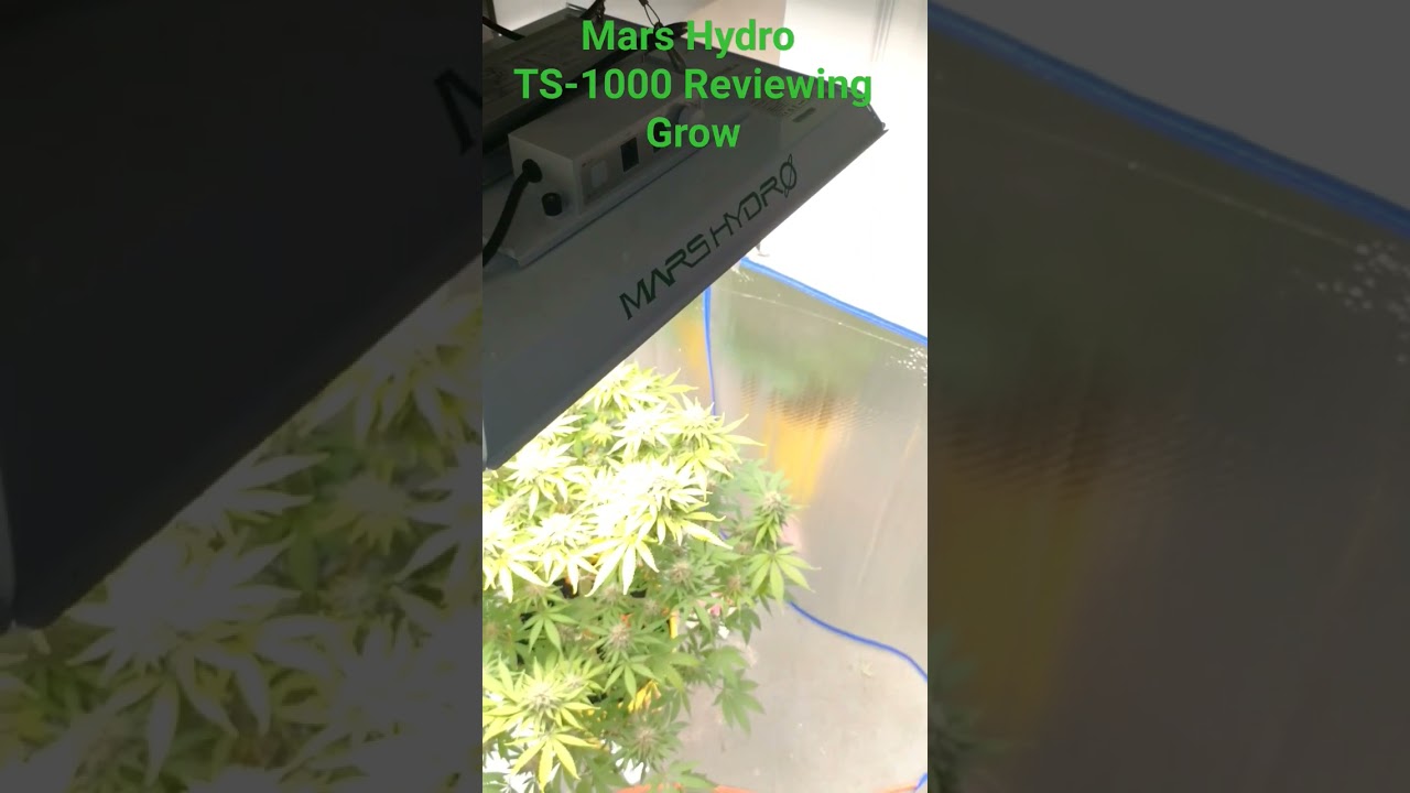 Mars Hydro TS-1000 Grow Review. Strain: Stay Puft. #marshydroreview  #marshydrots1000  #MarsHydro