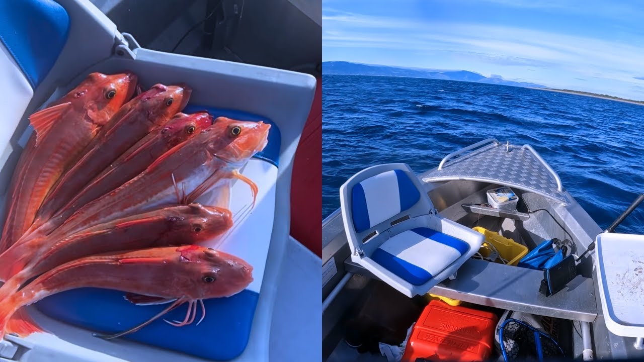 INSANE GURNARD SESSION - Fishing the north end of Kapiti island