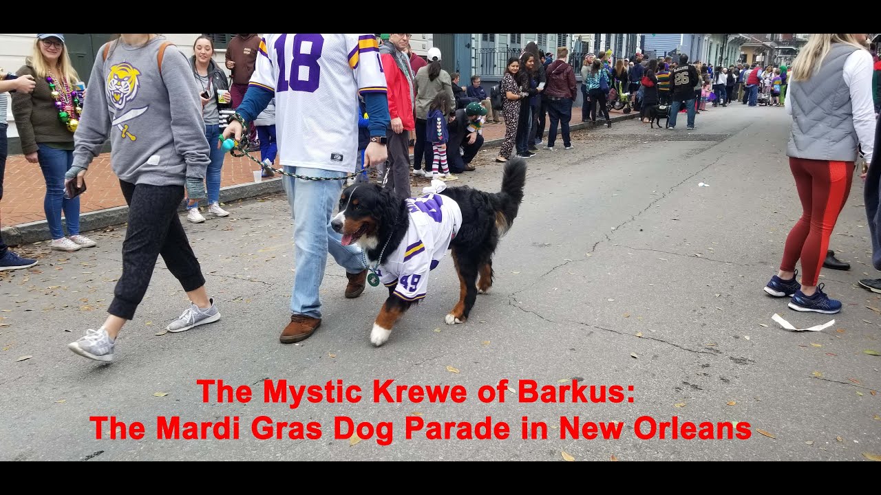 The Mystic Krewe of Barkus: The Mardi Gras Dog Parade in New Orleans