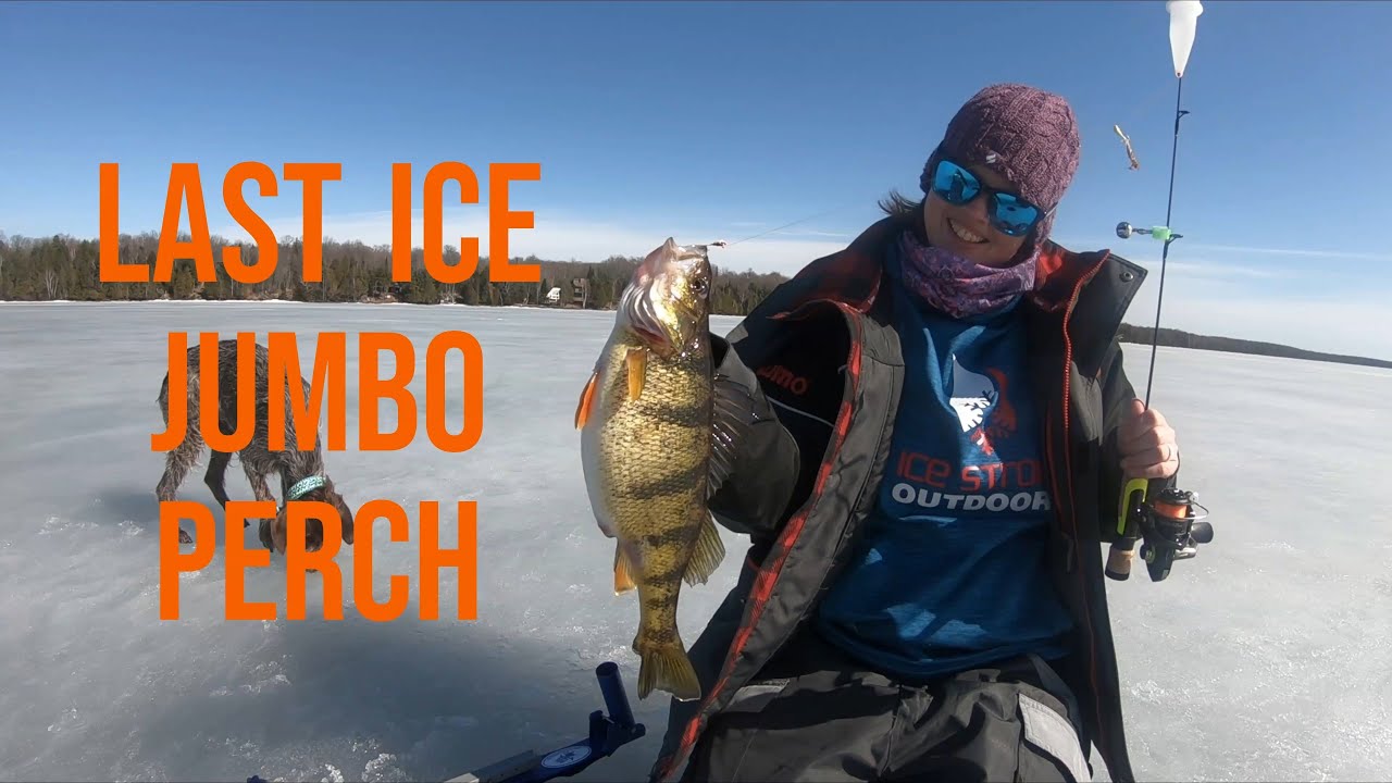 Last Ice Jumbo Perch On Lake Gogebic