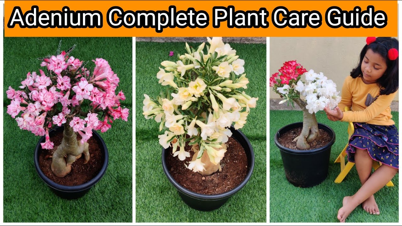 Adenium Plant Care | Flowering | Pruning | Fertilizers | Propagation | Repotting | vid # 203