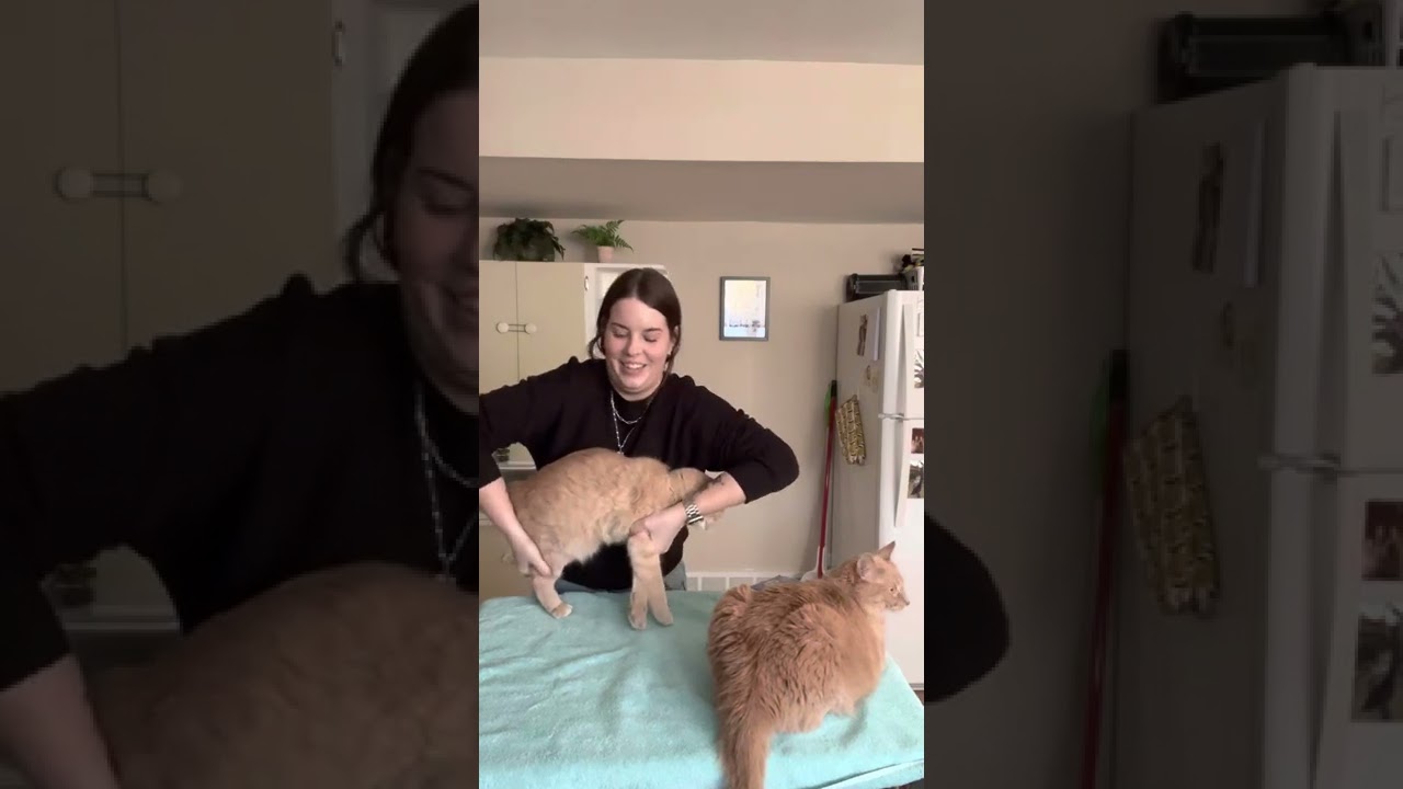 Lateral recumbency feline restraint