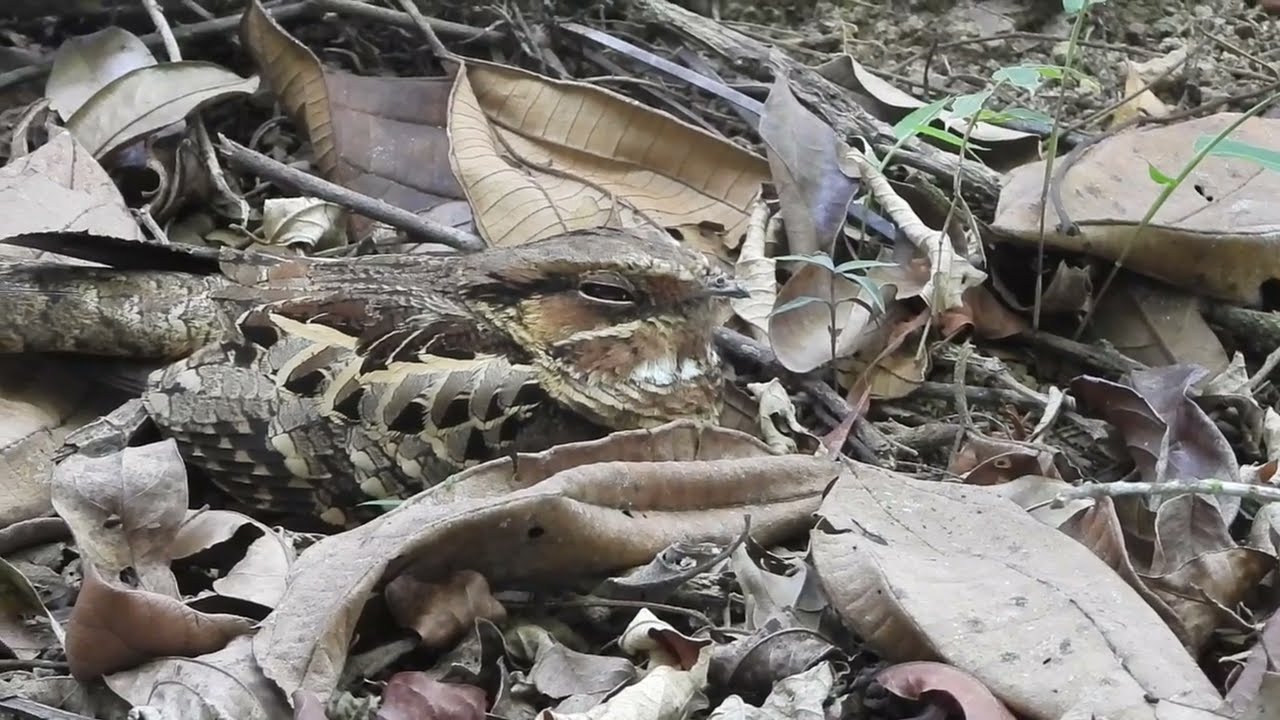 THE PERFECT CAMOUFLAGE!!! CAMUFLAGEM PERFEITA!!!完璧なカモフラージュ!!!PERFEKTE TARNUNG!!!تمويه مثالي!!!完美迷彩!