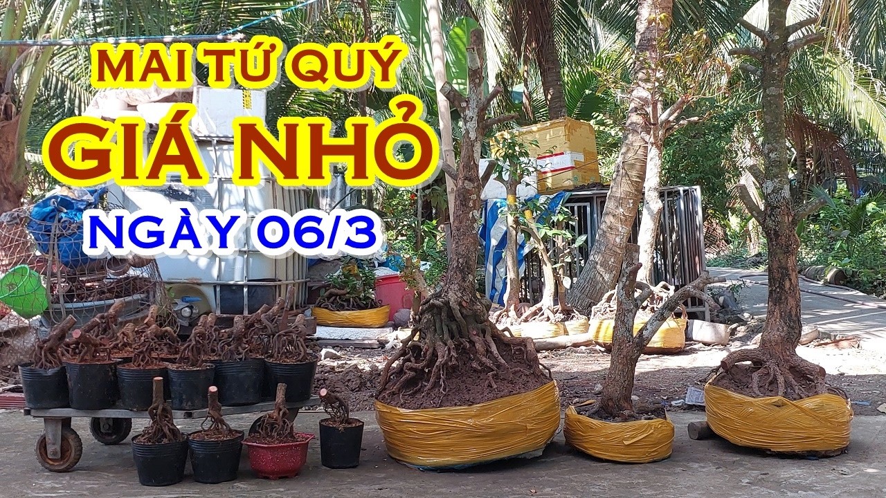 ANH GIANG 📲 0966974633 GIÁ TỐT - MAI TỨ QUÝ DÁNG ĐẸP GIAO LƯU NGÀY 06/3 MAIVANGNAMBO