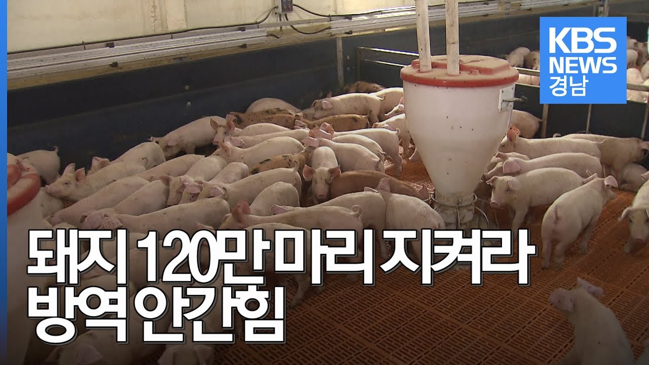 돼지 120만 마리 지켜라&hellip;방역 안간힘
