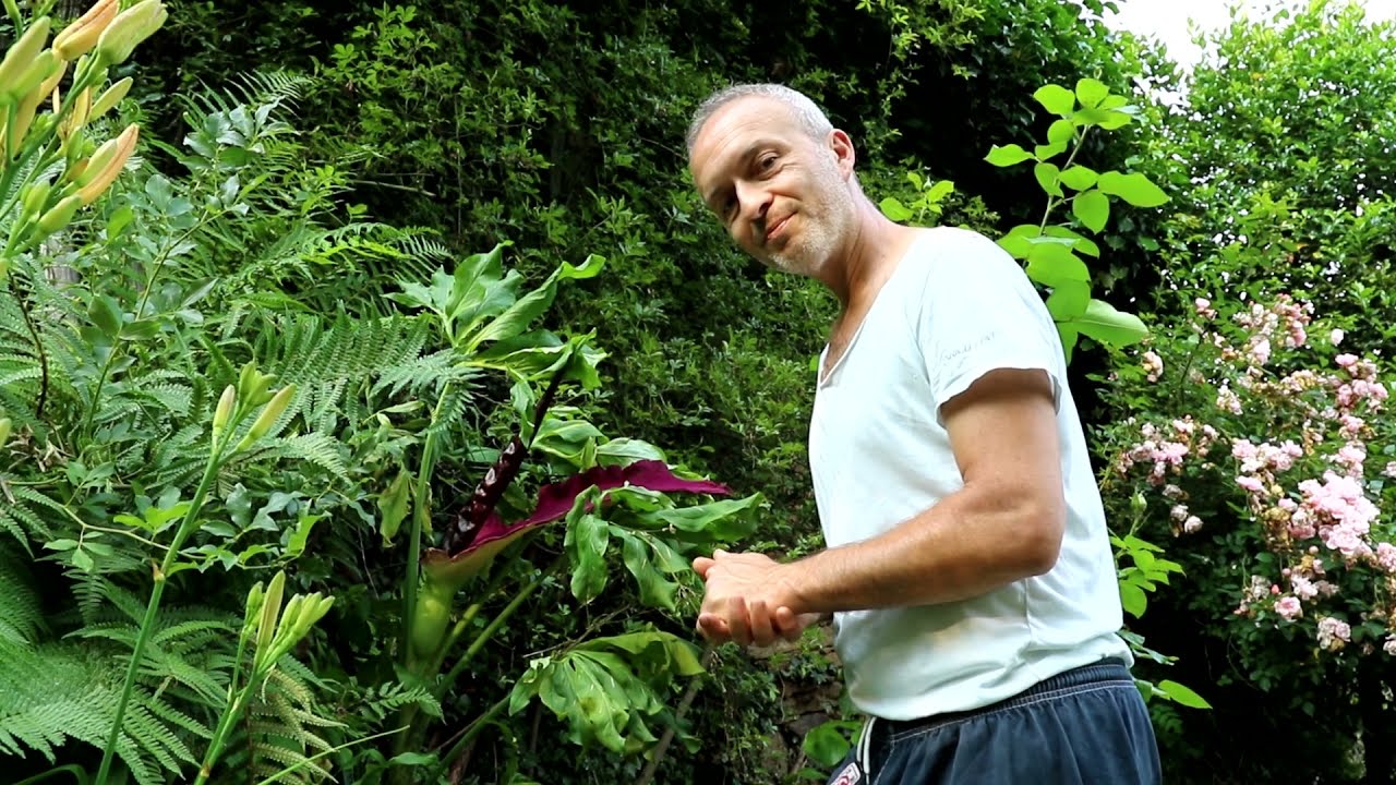 Dracunculus vulgaris... un Drago rosso colora un angolo di giardino!