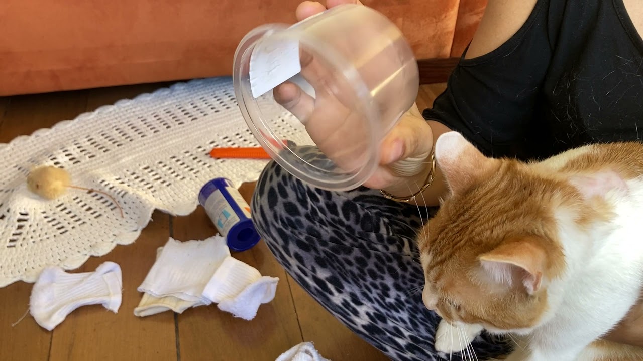 Como Curar Sanar gato Cuello Herido
