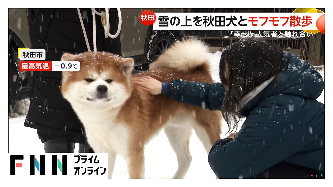 寒さに負けずイベント続々！白熱する雪合戦に秋田犬と“モフモフ散歩”体験　「中華まん博覧会」では100種類超の中華まんに舌鼓