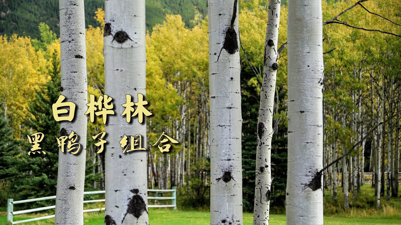 《白桦林》黑鸭子组合 声情并茂