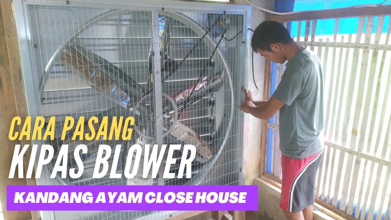 Jadi begini cara Pemasangan kipas blower kandang close house rumahan