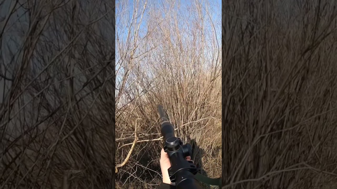 Hunting a magpie