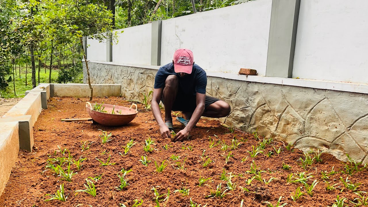 എളുപ്പത്തിൽ ഒരു പുൽത്തകിടി വീട്ടിൽ സെറ്റ് ചെയ്യാം 💯 Pearl Grass installation 🪴