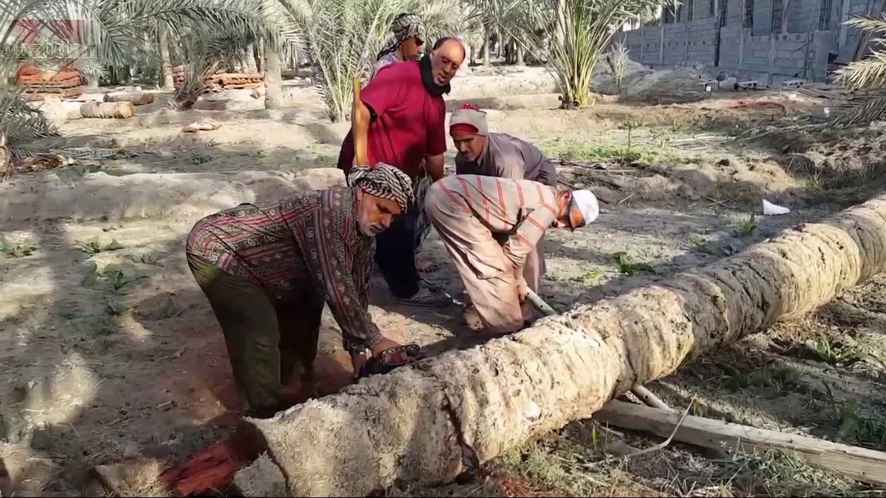 القديح : طريقة تسجين النخيل جدوع المقابر