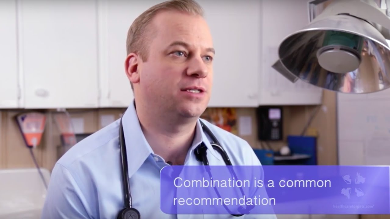 Vet Advice | What You Can Do before Seeing Your Vet If Your Dog or Cat Is Vomiting or Has Diarrhea