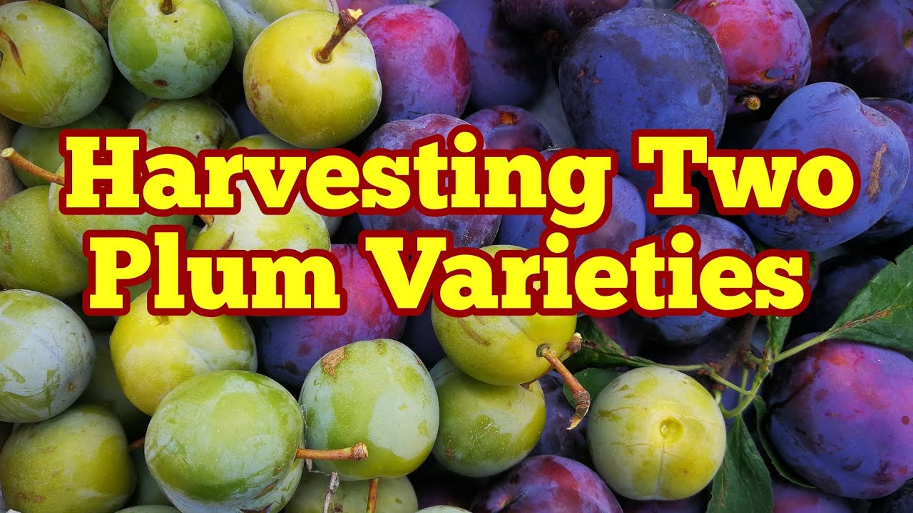Harvesting Two Varieties Of Plum:  Blue Tit And Reine Claude D'Orea