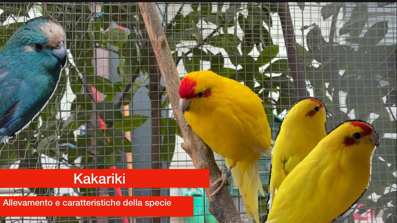 Kakariki -allevamento e caratteristiche della specie-