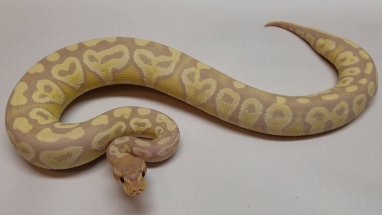 New pick up Banana Mojave Ultramel!!!