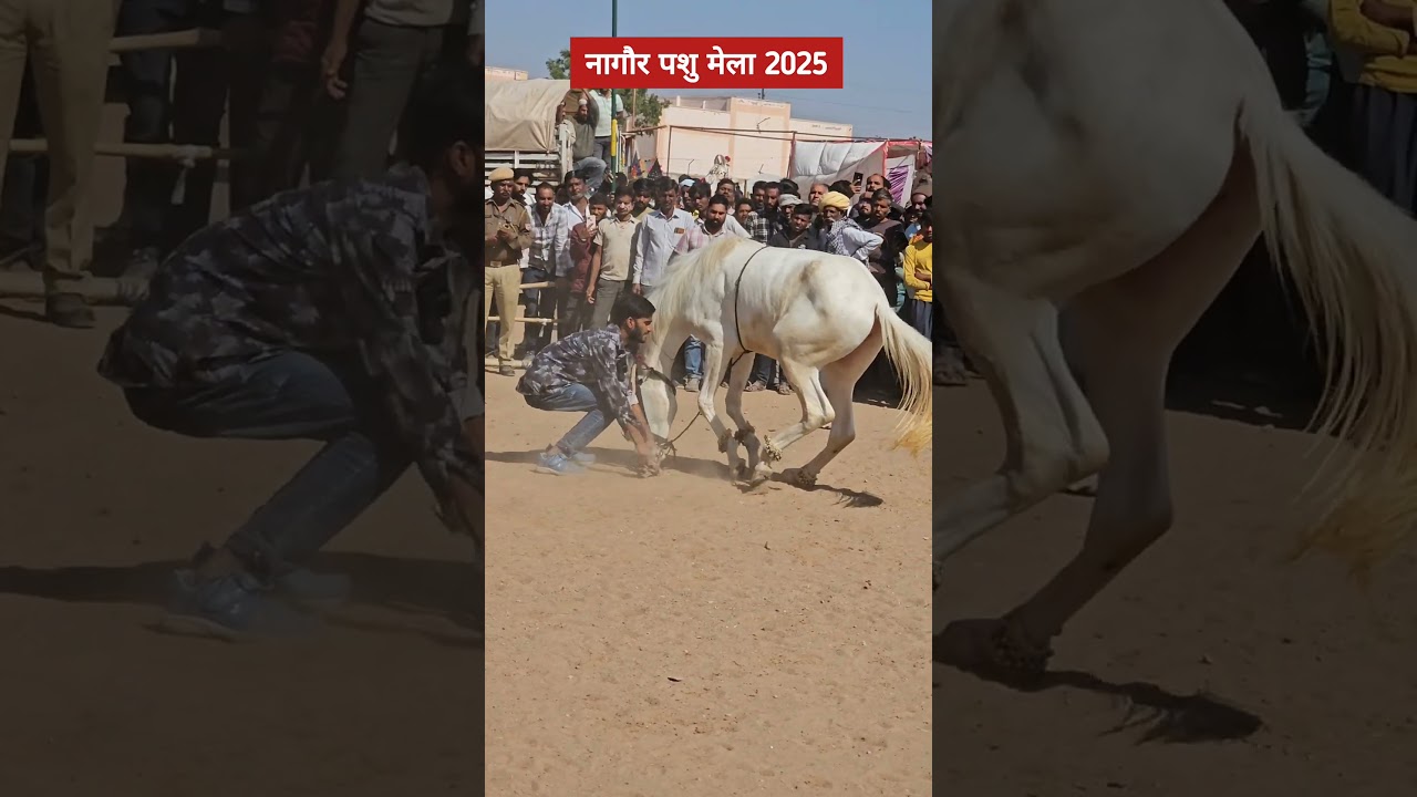 Nagour pashu mela horse dance #horsedance #nagaurpashumela