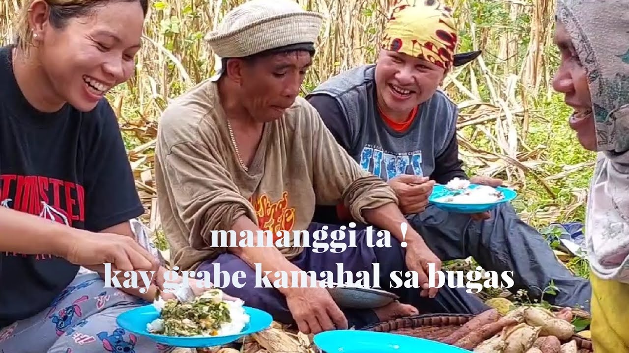 harvesting corn with happiness