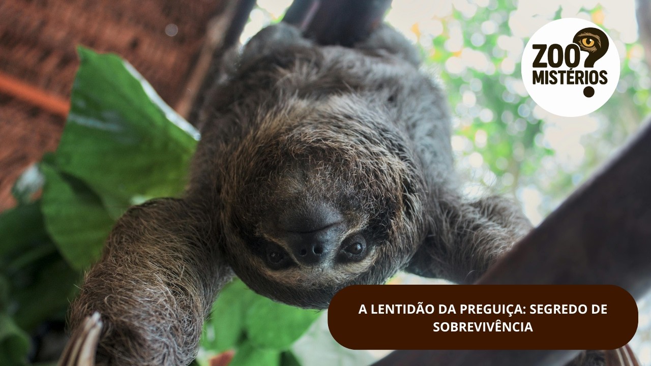 A LENTIDÃO DA PREGUIÇA: SEGREDO DE SOBREVIVÊNCIA