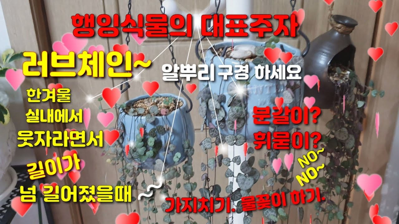 넘 길어진 러브체인 가지치기.물꽂이.알뿌리도 보세요