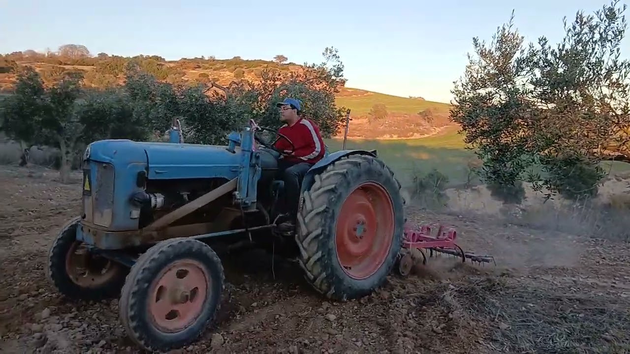 Labrando los olivos con el ebro 