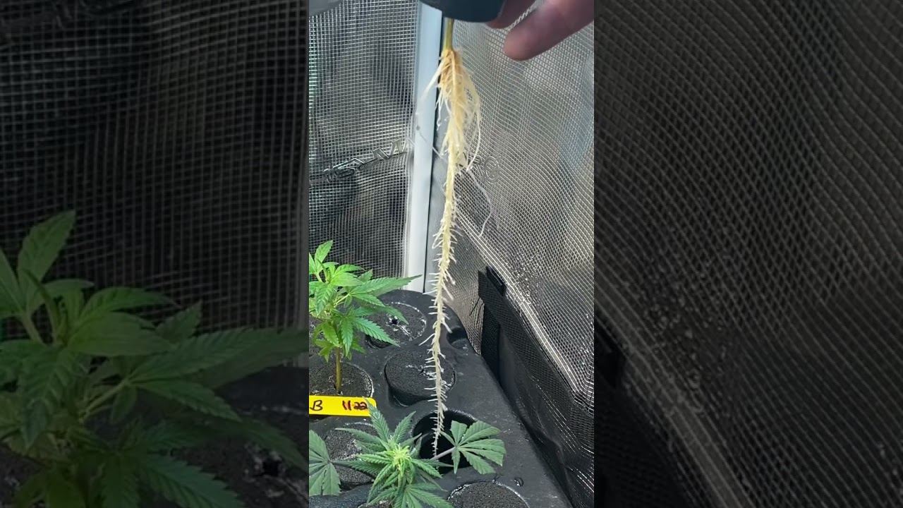 Clones ready for a new home In a new tent @marshydro #smashdab
