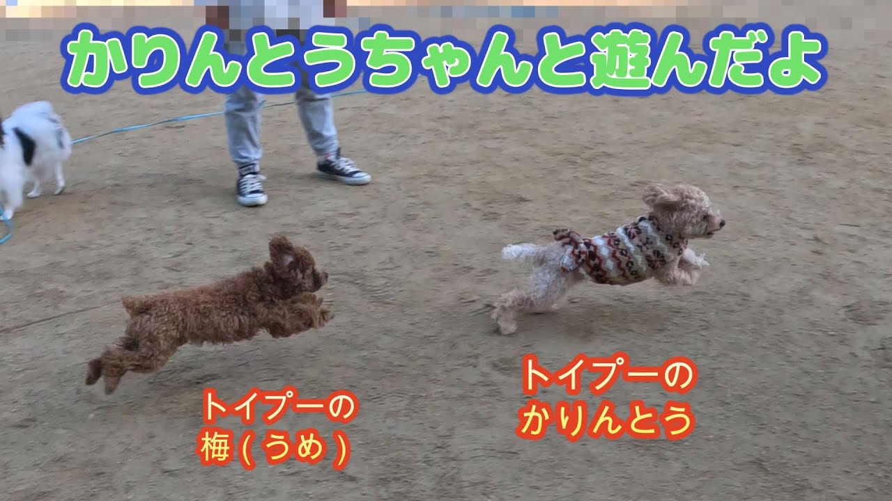 犬見知り？の「トイプードルのかりんとうちゃん」と遊んだ梅桃！（かりんとうちゃん、ワンプロ多発！ヤンチャ女王チワプーちゃんに目を付けられて大ピンチ連続の中で、友達を沢山作って犬見知りを克服するの巻）