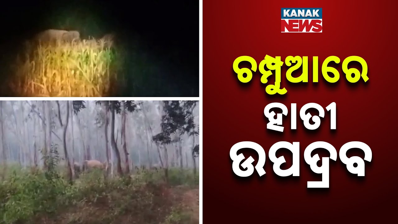 Massive Elephant Herd Creates Panic in Champua, Keonjhar