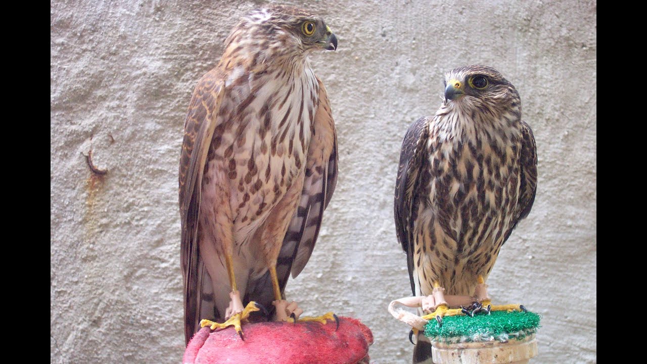 Falconry: Quail hawking with Merlins vs Sharp Shins