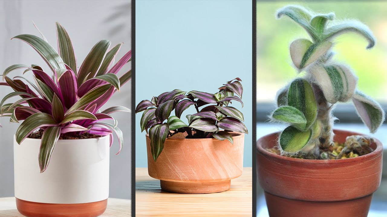 23 Variedades de Tradescantia más Conocidas 😍!!