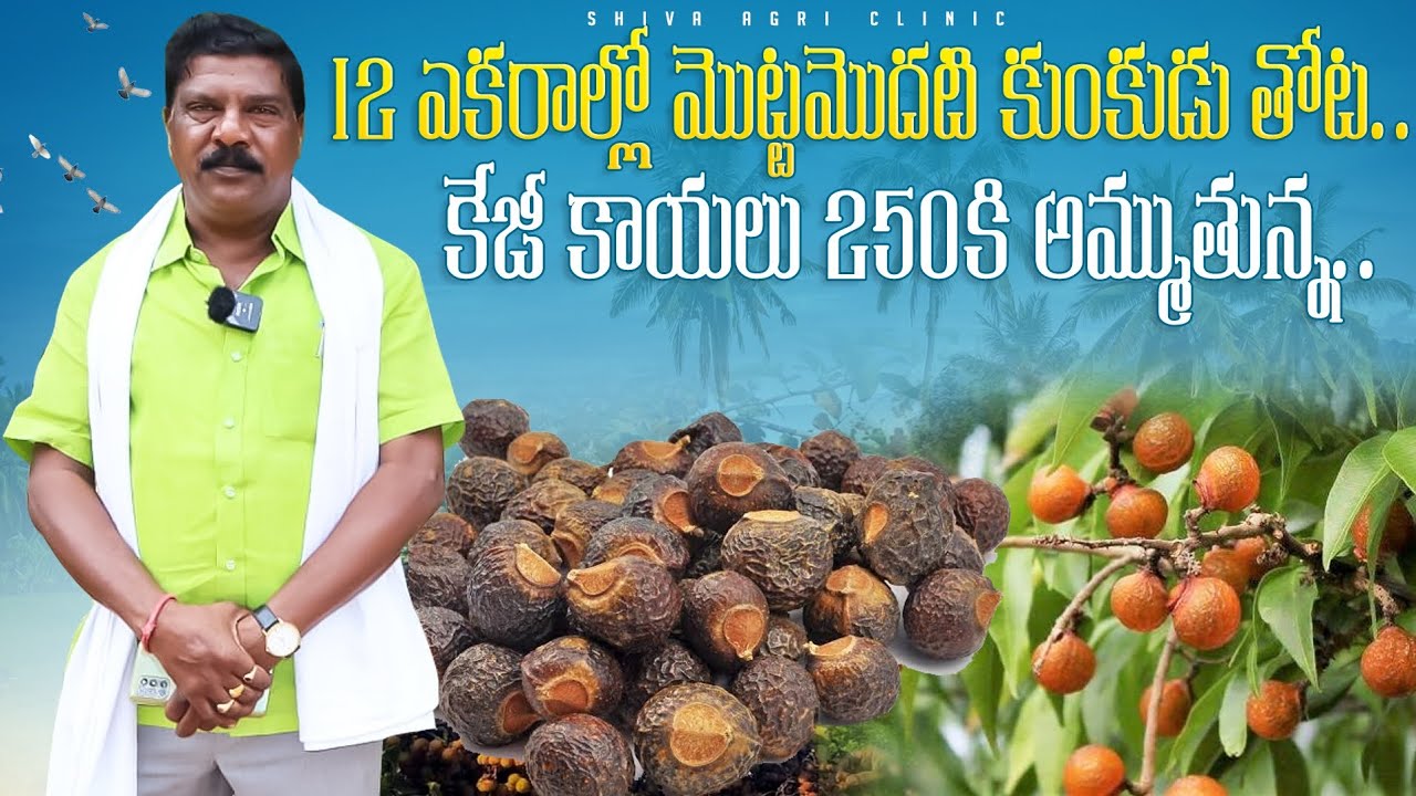 SoapNut Farming | 12 ఎకరాల్లో కుంకుడు సాగు | Reetha Farming | Shiva Agri Clinic