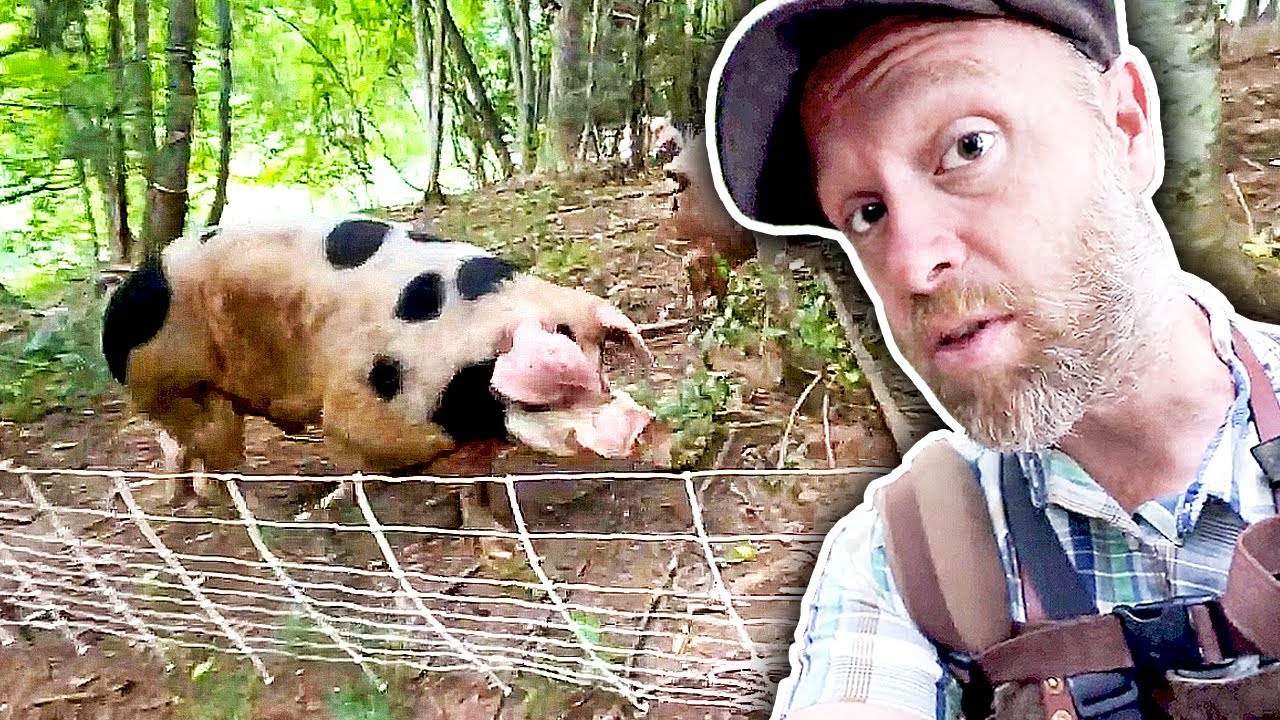Setting the Pigs Up to Clear An Acre of Forest