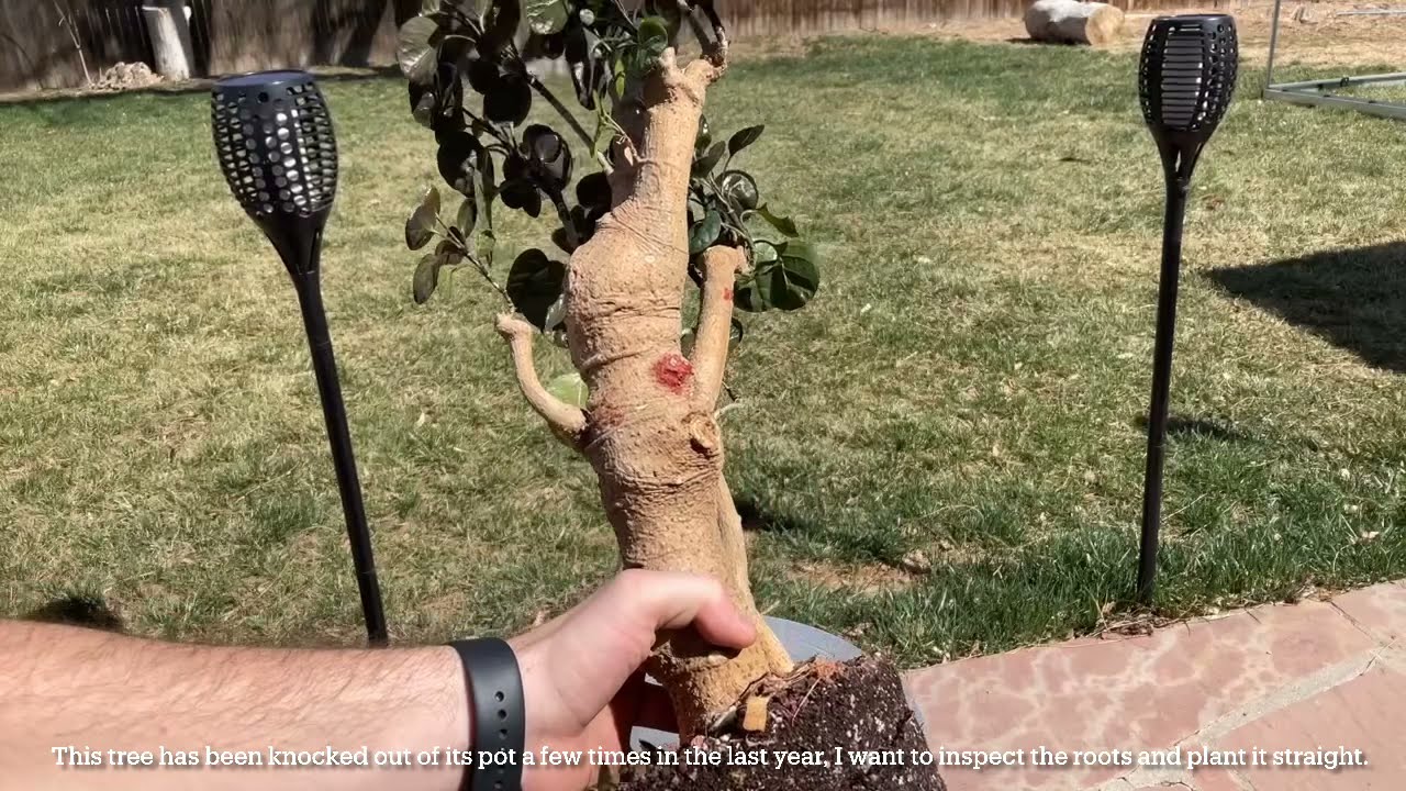 Large dinner plate aralia stump pruning and repotting (April, 2021)