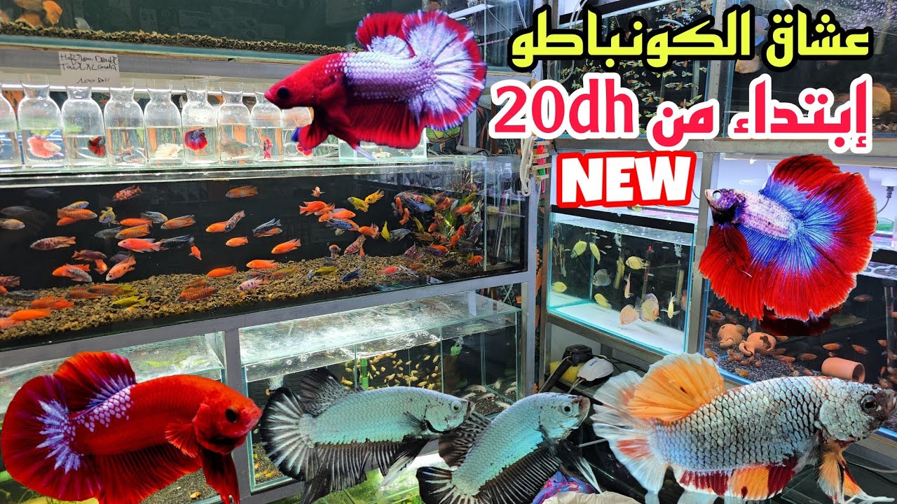 الجديد عند سفيان🔥عشاق أسماك الزينة الكونباطو إبتداء من 20dh أجيو نتولعو معلومات مع سفيان فرجة ممتعة
