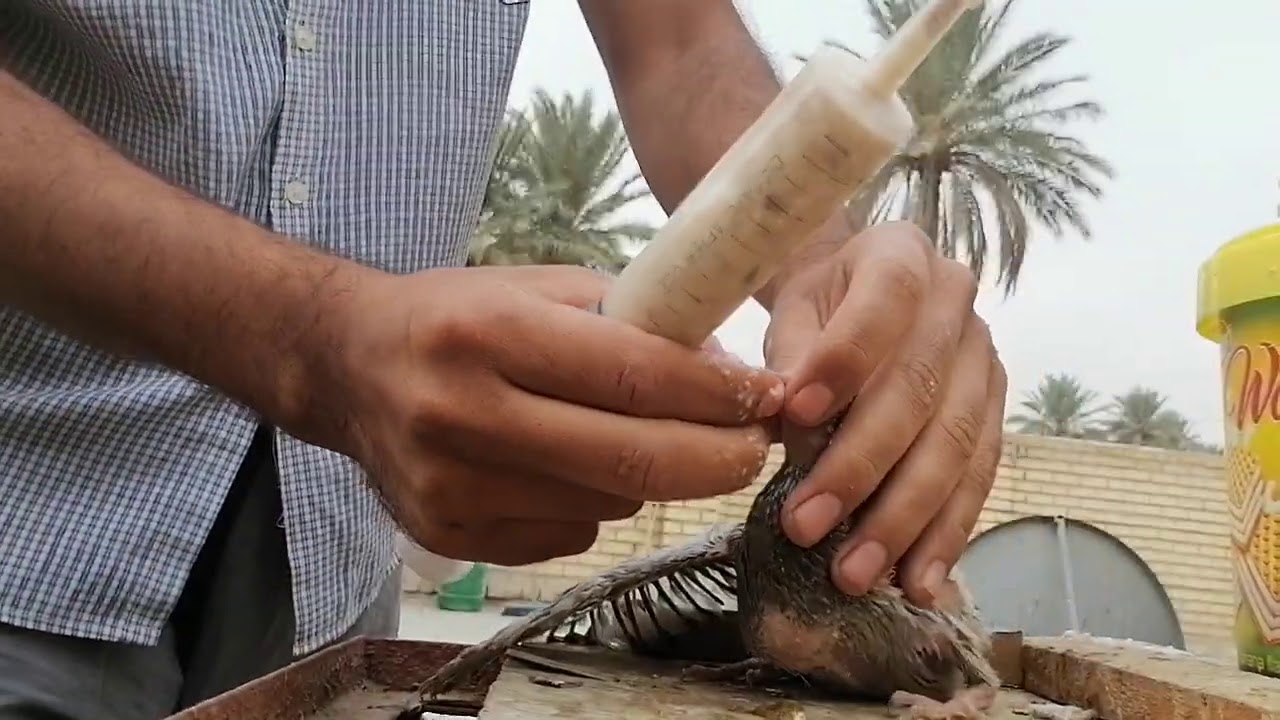 زق الافراخ بسرنجه شاهد السبب #اشترك بالقناة