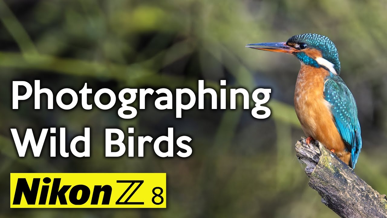 Photographing wild birds and kingfishers with my Nikon Z8