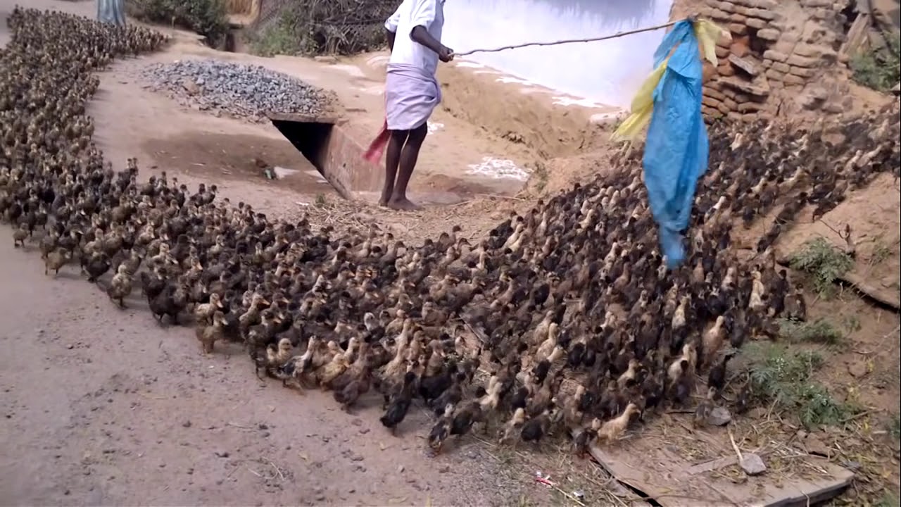 holy ...ducks!